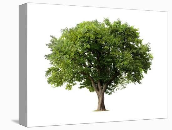 Apple Tree Isolated on a White Background-Jan Martin Will-Stretched Canvas