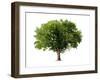 Apple Tree Isolated on a White Background-Jan Martin Will-Framed Premium Photographic Print