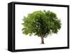 Apple Tree Isolated on a White Background-Jan Martin Will-Framed Stretched Canvas