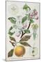 Apple Tree (Malus Communis)-null-Mounted Giclee Print