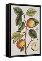 Apple Tree (Malus Sativa), 1739-Elizabeth Blackwell-Framed Stretched Canvas