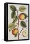 Apple Tree (Malus Sativa), 1739-Elizabeth Blackwell-Framed Stretched Canvas