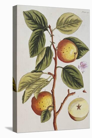 Apple Tree (Malus Sativa), 1739-Elizabeth Blackwell-Stretched Canvas