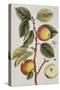 Apple Tree (Malus Sativa), 1739-Elizabeth Blackwell-Stretched Canvas
