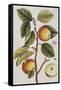 Apple Tree (Malus Sativa), 1739-Elizabeth Blackwell-Framed Stretched Canvas