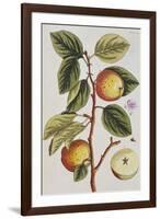 Apple Tree (Malus Sativa), 1739-Elizabeth Blackwell-Framed Giclee Print