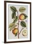 Apple Tree (Malus Sativa), 1739-Elizabeth Blackwell-Framed Giclee Print