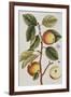 Apple Tree (Malus Sativa), 1739-Elizabeth Blackwell-Framed Giclee Print