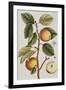 Apple Tree (Malus Sativa), 1739-Elizabeth Blackwell-Framed Giclee Print