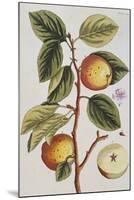 Apple Tree (Malus Sativa), 1739-Elizabeth Blackwell-Mounted Giclee Print