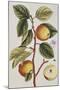 Apple Tree (Malus Sativa), 1739-Elizabeth Blackwell-Mounted Giclee Print