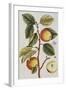 Apple Tree (Malus Sativa), 1739-Elizabeth Blackwell-Framed Giclee Print