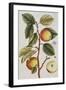 Apple Tree (Malus Sativa), 1739-Elizabeth Blackwell-Framed Giclee Print