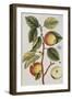 Apple Tree (Malus Sativa), 1739-Elizabeth Blackwell-Framed Giclee Print