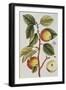 Apple Tree (Malus Sativa), 1739-Elizabeth Blackwell-Framed Giclee Print