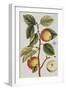 Apple Tree (Malus Sativa), 1739-Elizabeth Blackwell-Framed Giclee Print