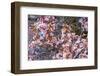 Apple Tree, Malus Spec., Branches, Blossoms, Pink-Chris Seba-Framed Photographic Print