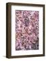 Apple Tree, Malus Spec., Branches, Blossoms, Pink-Chris Seba-Framed Photographic Print