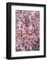 Apple Tree, Malus Spec., Branches, Blossoms, Pink-Chris Seba-Framed Photographic Print