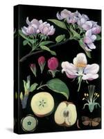 Apple Tree-null-Stretched Canvas