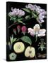 Apple Tree-null-Stretched Canvas