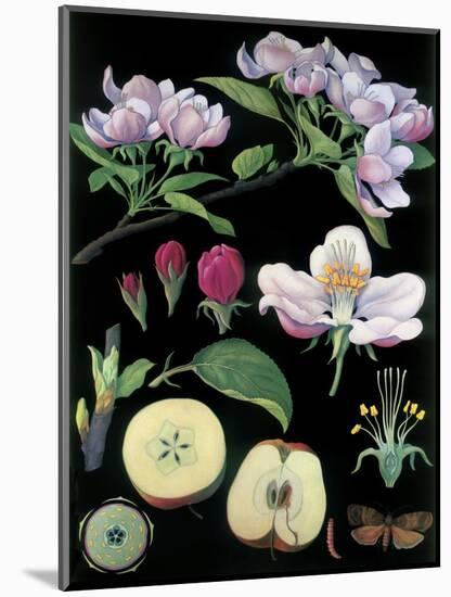 Apple Tree-null-Mounted Giclee Print