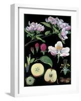 Apple Tree-null-Framed Giclee Print