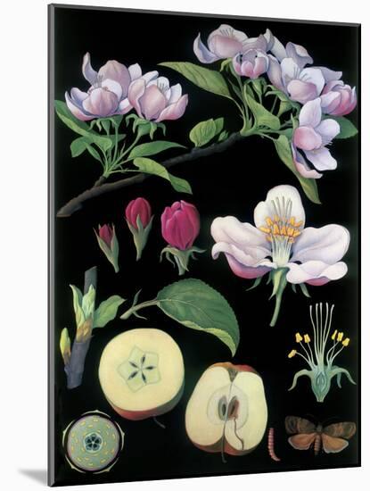 Apple Tree-null-Mounted Giclee Print