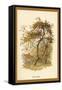 Apple Tree-W.h.j. Boot-Framed Stretched Canvas