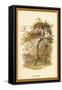 Apple Tree-W.h.j. Boot-Framed Stretched Canvas