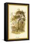 Apple Tree-W.h.j. Boot-Framed Stretched Canvas