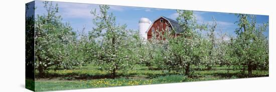 Apple Trees in an Orchard, Kent County, Michigan, USA-null-Stretched Canvas