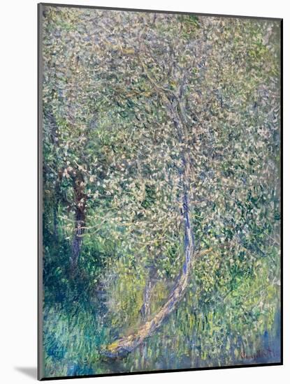 Apple trees in bloom at water's edge, 1880 (oil on canvas)-Claude Monet-Mounted Giclee Print