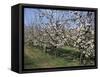 Apple Trees in Bloom, Normandie (Normandy), France-Guy Thouvenin-Framed Stretched Canvas