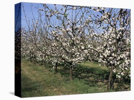 Apple Trees in Bloom, Normandie (Normandy), France-Guy Thouvenin-Stretched Canvas