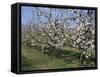 Apple Trees in Bloom, Normandie (Normandy), France-Guy Thouvenin-Framed Stretched Canvas