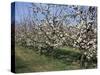 Apple Trees in Bloom, Normandie (Normandy), France-Guy Thouvenin-Stretched Canvas