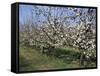 Apple Trees in Bloom, Normandie (Normandy), France-Guy Thouvenin-Framed Stretched Canvas