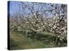 Apple Trees in Bloom, Normandie (Normandy), France-Guy Thouvenin-Stretched Canvas