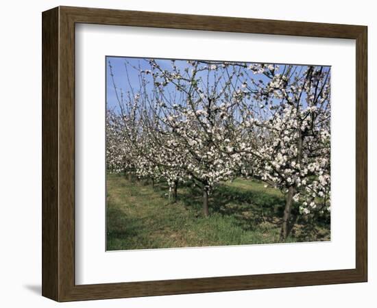 Apple Trees in Bloom, Normandie (Normandy), France-Guy Thouvenin-Framed Photographic Print