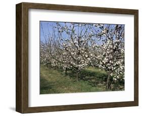 Apple Trees in Bloom, Normandie (Normandy), France-Guy Thouvenin-Framed Photographic Print