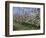 Apple Trees in Bloom, Normandie (Normandy), France-Guy Thouvenin-Framed Photographic Print