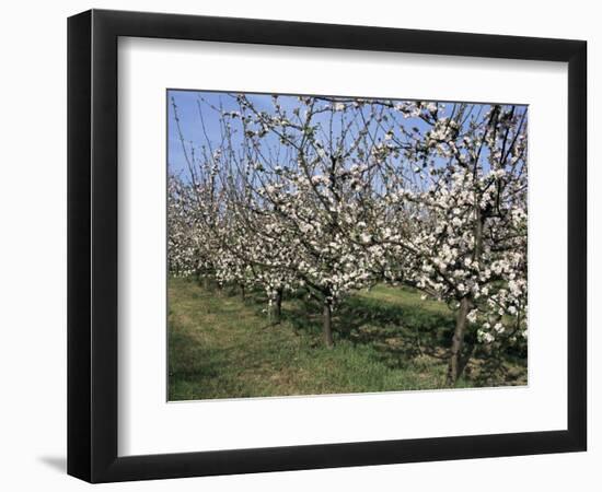 Apple Trees in Bloom, Normandie (Normandy), France-Guy Thouvenin-Framed Photographic Print