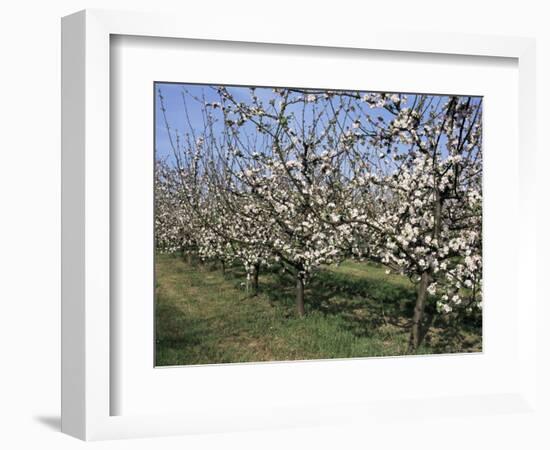 Apple Trees in Bloom, Normandie (Normandy), France-Guy Thouvenin-Framed Photographic Print