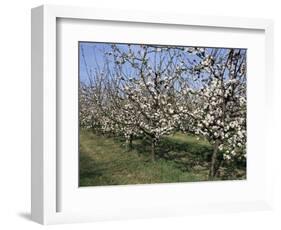 Apple Trees in Bloom, Normandie (Normandy), France-Guy Thouvenin-Framed Photographic Print
