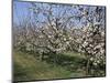 Apple Trees in Bloom, Normandie (Normandy), France-Guy Thouvenin-Mounted Photographic Print