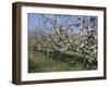 Apple Trees in Bloom, Normandie (Normandy), France-Guy Thouvenin-Framed Photographic Print