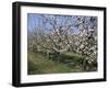 Apple Trees in Bloom, Normandie (Normandy), France-Guy Thouvenin-Framed Photographic Print