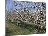 Apple Trees in Bloom, Normandie (Normandy), France-Guy Thouvenin-Mounted Photographic Print