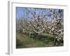 Apple Trees in Bloom, Normandie (Normandy), France-Guy Thouvenin-Framed Photographic Print